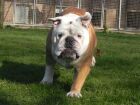 Monty our handsome bulldog!